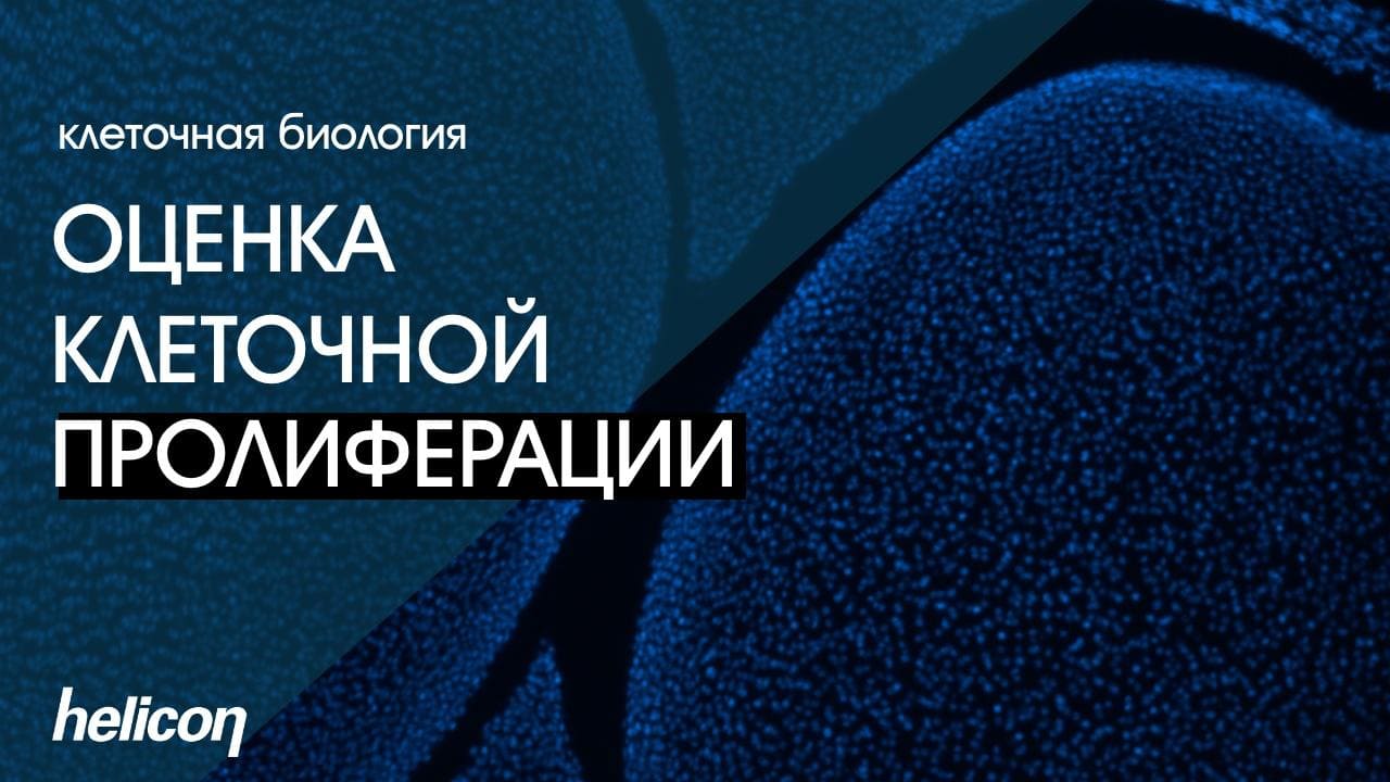 Оценка клеточной пролиферации | БАЗА #7