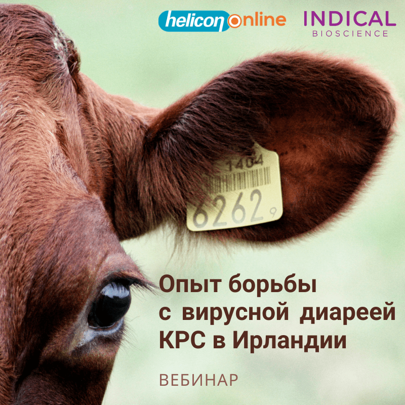 Диагностика инфекций крупного рогатого скота