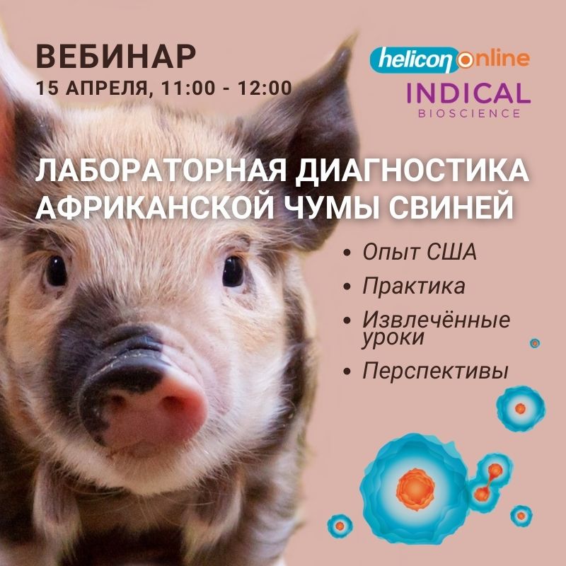 Лабораторная диагностика африканской чумы свиней
