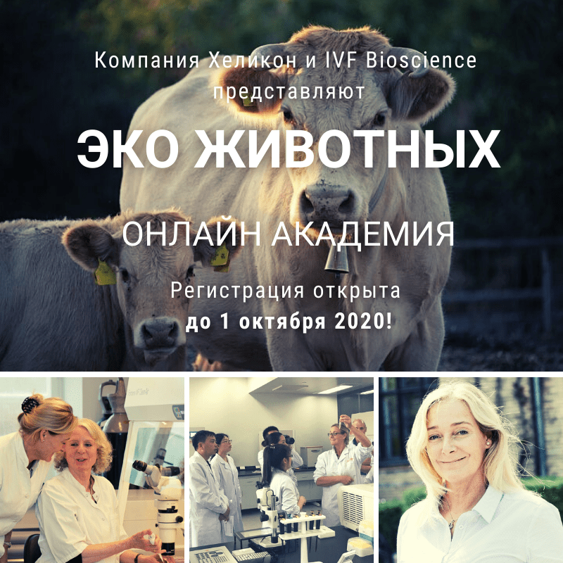 Открыта запись в Онлайн Академию ЭКО животных