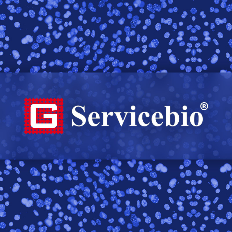 Представляем новый бренд – Servicebio Technology!