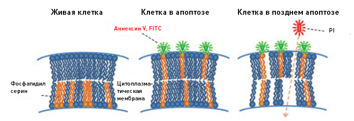 analiz-apoptoza.jpg